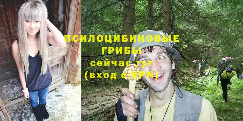 магазин    Калязин  Галлюциногенные грибы Psilocybe 